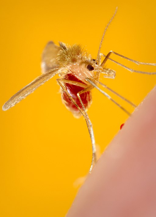 Yakarcanın yaşam döngüsü - İnsan derisinden kan emen, karnı kanla dolmuş ve tüylü yapısı belirgin dişi yakarca (Phlebotomus) sineği makro fotoğrafı.