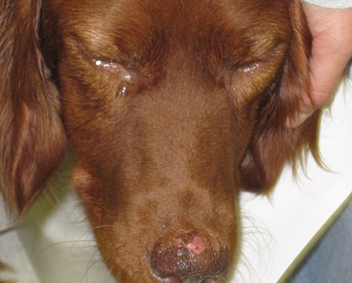 Köpeklerde Leishmania (tatarcık humması) enfeksiyonu nedeniyle göz çevresinde tüy dökülmesi ve burun ucunda iyileşmeyen yara (lezyon) oluşan köpek.