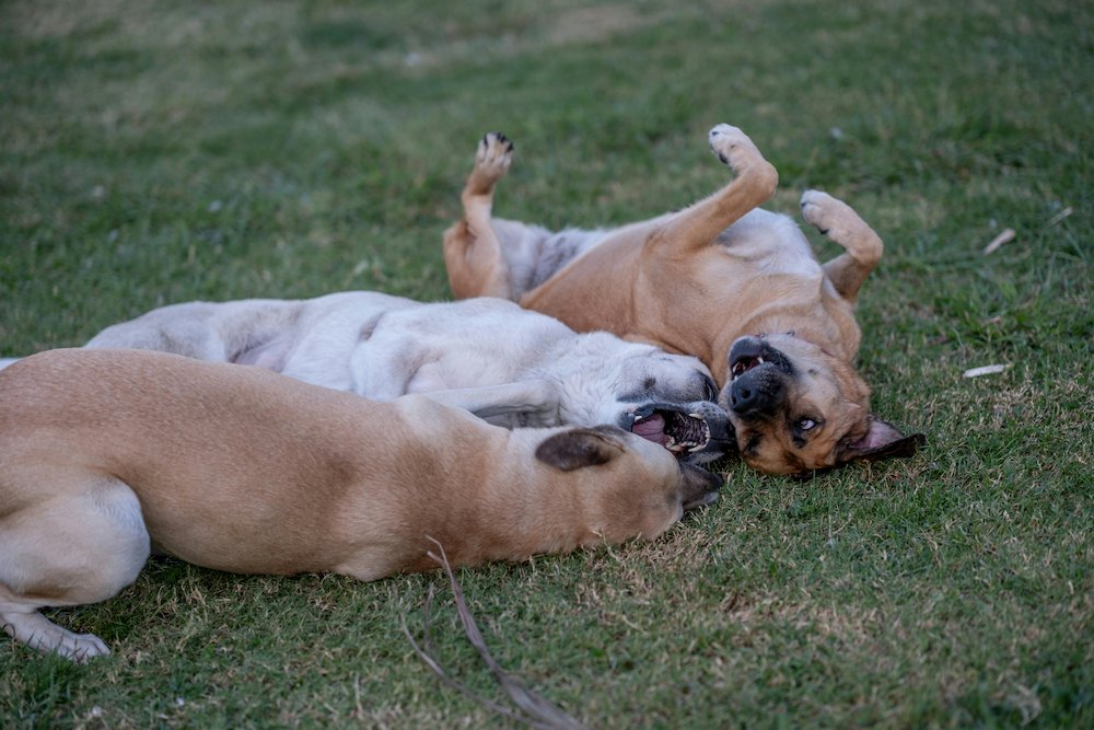Çimlerin üzerinde neşeyle yuvarlanan ve oyun oynayan, Leishmania (tatarcık humması) hastalığından korunmuş üç sağlıklı köpek.